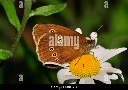 Ringlet Butterfly su Oxeye Daisy in estate. Mendip Hills Somerset Inghilterra Regno Unito Foto Stock