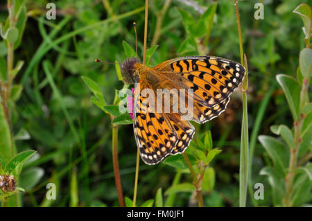 Farfalla di Fritillary verde scuro sul trifoglio in estate. Devon Regno Unito Foto Stock