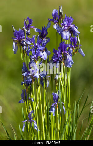 Iris siberiana fiori sibirica Irises fiore blu Irises Iris Siberiano ritratto di gruppo formatosi Foto Stock