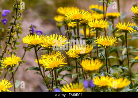 Roverella enula, Fleabane peloso, Inula Hirta Foto Stock