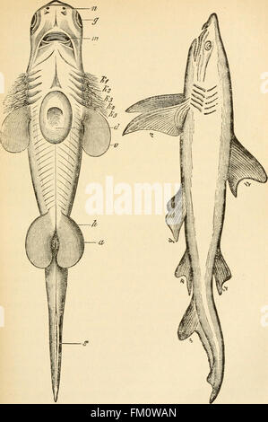 Questo lavoro di Ernst Haeckel, pubblicato per la prima volta nel 1897, presenta una panoramica dettagliata dell'evoluzione umana, compresi gli aspetti chiave dell'ontogenia e della filogenesi. Esplora i principi biologici ed evolutivi che definiscono lo sviluppo umano. Foto Stock