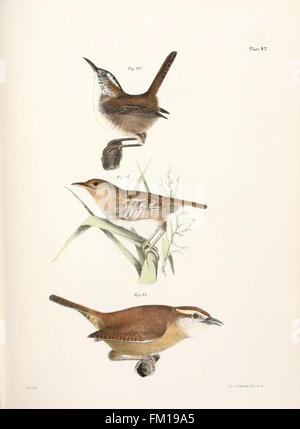 Questo lavoro fornisce una panoramica zoologica della fauna di New York, con illustrazioni dettagliate e descrizioni di varie specie animali presenti nello stato. Foto Stock