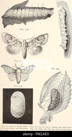 Entomologia economica per l'agricoltore. (1896) Foto Stock