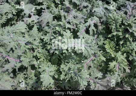 Brassica napus var. pabularia, rosso russo cultivar di cavolo riccio KTK-64, cultivar con glaucous foglie verdi con lama sezionati Foto Stock