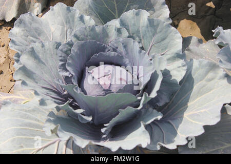 Brassica oleracea var capitata Cavolo rosso , cultivar di cavolo con compatta di grande capo di foglie rosse Foto Stock