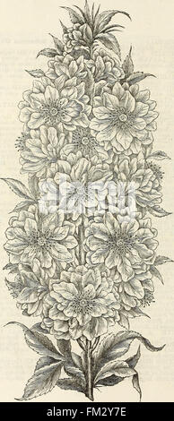 Ellwanger e Barry catalogo descrittivo di hardy alberi e arbusti ornamentali, rose, ecc, ecc, ecc. (1868)