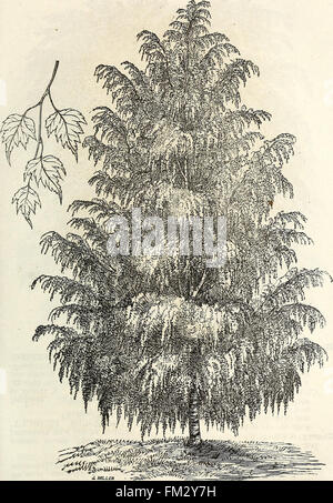 Ellwanger e Barry catalogo descrittivo di hardy alberi e arbusti ornamentali, rose, ecc, ecc, ecc. (1868)