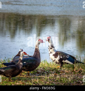 Famiglia di anatra parlando Foto Stock