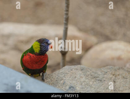 Rainbow Lorikeet bird, Trichoglossus haematodus, si trova nella foresta pluviale e i boschi di Australia. Foto Stock