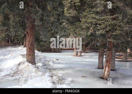 Icy pineta nella Waiparous Zona villaggio in Alberta Foto Stock