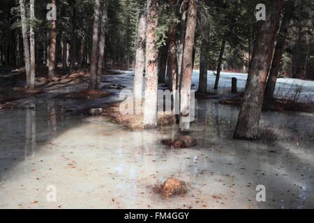 Foresta di ghiaccio nel villaggio Waiparous area in Alberta Foto Stock