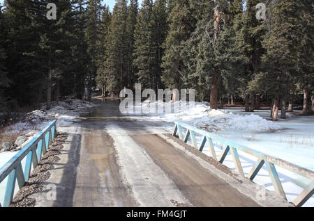 Ponte di Ghiaccio nella foresta di pini nel villaggio Waiparous area in Alberta Foto Stock