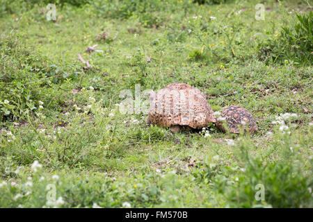Leopard tartaruga a piedi Foto Stock