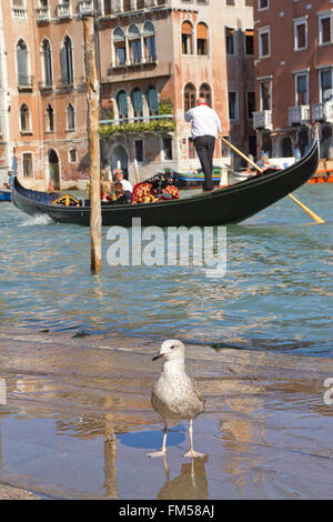 Seagull permanente sulla riva del Canal Grande di Venezia. Gondola con i passeggeri della vela sul canal in background. Può essere utilizzato come intestazione etc Foto Stock