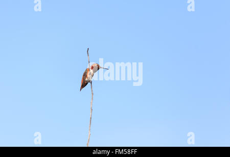 Rufous hummingbird, Selasphorus rufus, visualizza arancione, rame e colori verdi. Questa feisty uccello è uno dei più grandi hummingbi Foto Stock