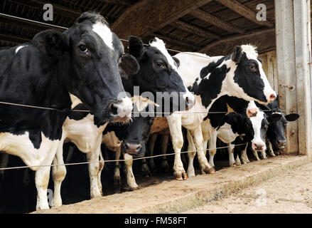 Fila di Holstein vacche da latte rinchiuso in un fienile in una fattoria spingendo le loro teste attraverso i fili di guardare al di fuori Foto Stock