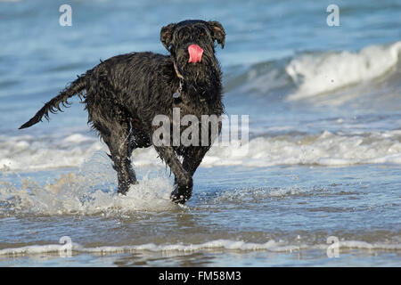 Grande nero schnauzer cane nelle onde del mare e attaccare fuori la sua lingua Foto Stock