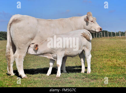 Lattanti di vitello di una vacca Charolais in un prato Foto Stock