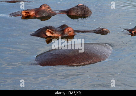 Un paio di dormire ippopotamo capi appena al di sopra della superficie dell'acqua Foto Stock
