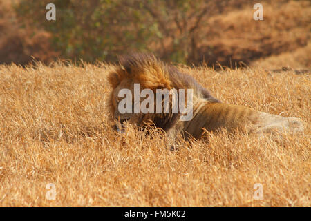 Un maschio di leone dormire nelle praterie visualizzando il suo camuffamento naturale Foto Stock