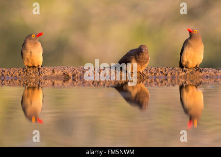 Rosso-fatturati oxpeckers (Buphagus erythrorhynchus), Zimanga riserva privata, KwaZulu-Natal, Sud Africa Foto Stock