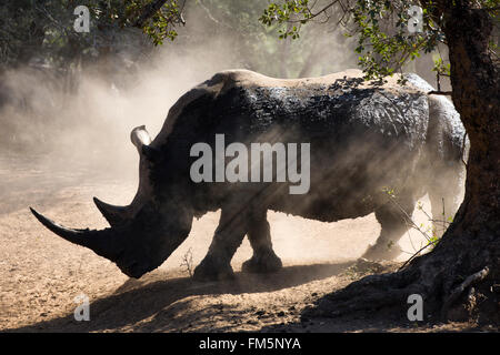 White Rhino bull (Ceratotherium simum), retroilluminato con polvere, KwaZulu-Natal, Sud Africa Foto Stock