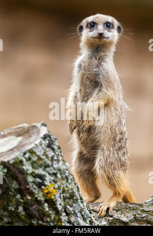 Meerkat sorge su legno e guarda verso la telecamera Foto Stock