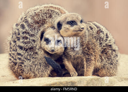 Tre meerkats huddle insieme su una pietra Foto Stock