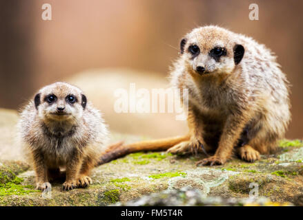 Due meerkats seduto sulla pietra e alla ricerca per la fotocamera Foto Stock