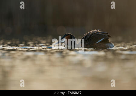 Svasso maggiore / Haubentaucher ( Podiceps cristatus ) ruffles le sue piume, aprire le sue ali come parte del suo corteggiamento Foto Stock