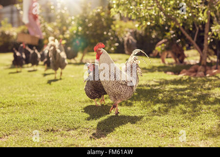 Gallina e gallo in un giardino soleggiato con altri polli Foto Stock