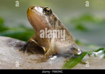 Froglet di comune Rana temporaria Rana Foto Stock