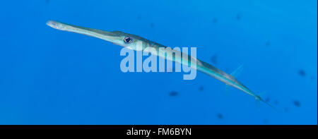 Buon cornetfish {Fistularia commersonii} sono comunemente visto in Mar Rosso, ma un soggetto difficile da fotografare - essendo extre Foto Stock