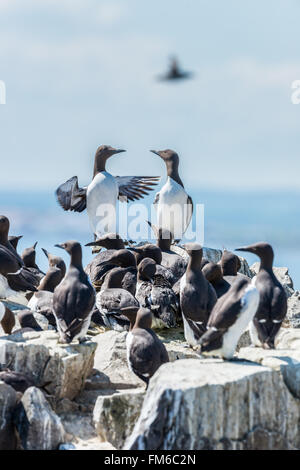 Una coppia di guillemots {Uria aalge} in piedi sopra la folla nel farne Islands, Northumberland. Maggio Foto Stock