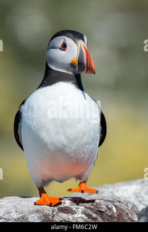 Puffin {Fratercula arctica} stepping verso di me. Farne isole, maggio. Foto Stock