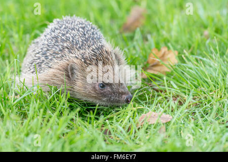 Riccio (Erinaceus europaeus) sull'erba in autunno. Il Riccio si trovano spesso in erba falciata nei giardini. Fotografato nel controllore Foto Stock