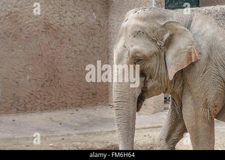 Un grande elefante di mangiare e di appoggio Foto Stock