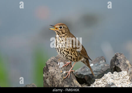 Tordo bottaccio (Turdus philomelos) cantando su una mattina di primavera. North Devon, Regno Unito. Aprile Foto Stock