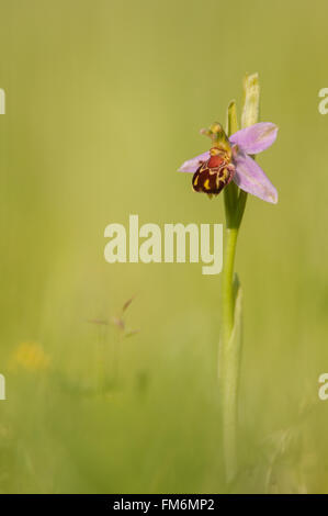 Bee Orchid Ophrys apifera punta singola, Essex Foto Stock