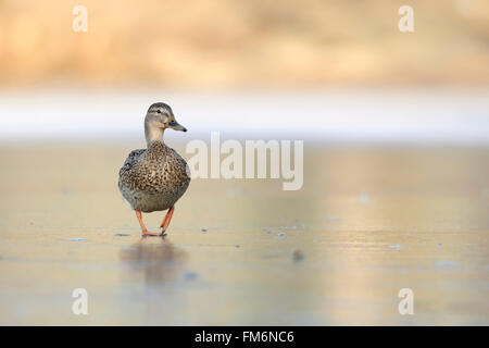 Mallard / Wild Duck ( Anas platyrhynchos ), donna lonsesome, passeggiate su un lago ghiacciato, divertente punto di vista frontale basso, fauna selvatica, Europa. Foto Stock