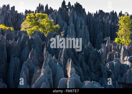 Madagascar, regione nord occidentale, Tsingy de Bemaraha Strict Riserva Naturale park, classificato come patrimonio mondiale dall' UNESCO Foto Stock