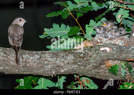 Spotted flycatcher e nido con quattro nidiacei su un ramo di quercia Foto Stock