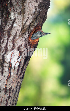 Picchio verde (Picus viridis) chick sporgente al di fuori del suo foro di nido in un tronco di albero Foto Stock