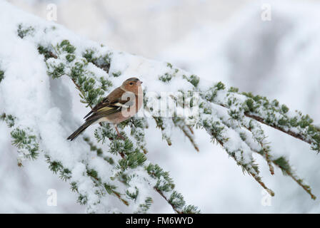 Un maschio di fringuello comune su un ramo innevato Foto Stock