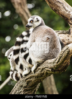 Gruppo di anello-tailed lemuri (Lemur catta) in appoggio sul ramo di albero. Il tema degli animali. Composizione verticale. Foto Stock