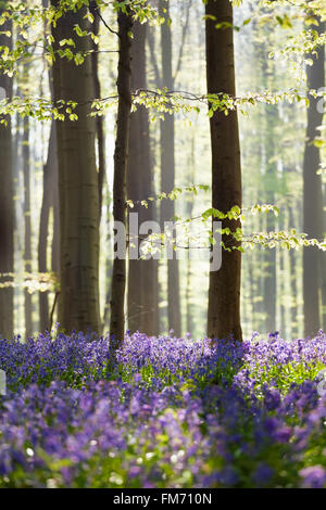 Bluebell fiori in primavera la foresta, Hallerbos, Belgio Foto Stock