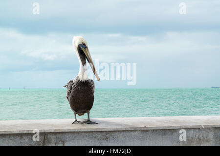 Ritratto di brown pelican sulla strada bianca pesca del molo a Key West, Florida Keys, STATI UNITI D'AMERICA Foto Stock