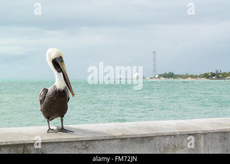 Ritratto di brown pelican sulla strada bianca pesca del molo a Key West, Florida Keys, STATI UNITI D'AMERICA Foto Stock