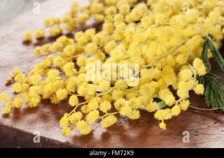 Mimosa macro di fiori di acacia dealbata) su una scheda di legname Foto Stock