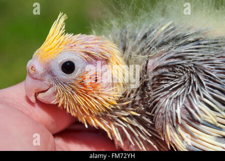 Un bambino pappagallo su una mano umana testa close-up Foto Stock